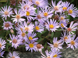 Gartengestaltung mit jahreszeitlicher Bepflanzung 