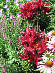 Gartengestaltung mit jahreszeitlicher Bepflanzung