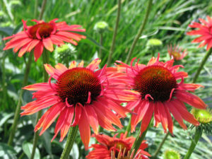 Gartengestaltung mit jahreszeitlicher Bepflanzung 
