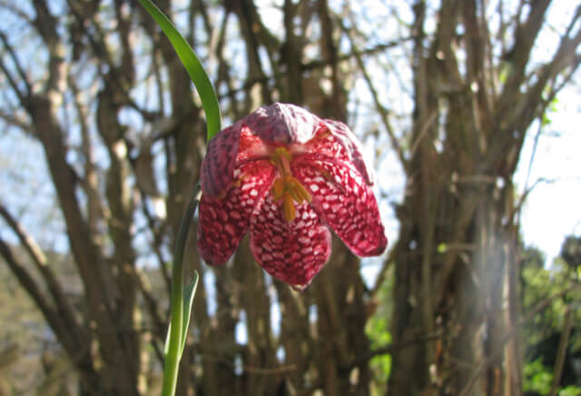 bluehpflanzen_beete_anlegen_gartengestaltung Gartengestaltung mit jahreszeitlicher Bepflanzung im Odenwald