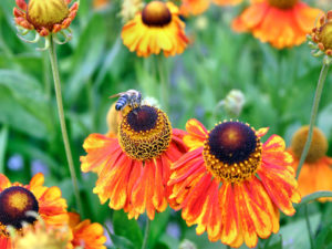 Gartengestaltung mit jahreszeitlicher Bepflanzung 