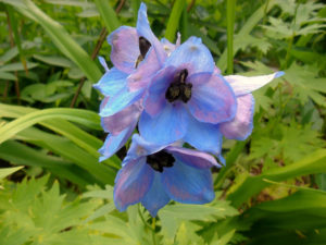 Gartengestaltung mit jahreszeitlicher Bepflanzung 