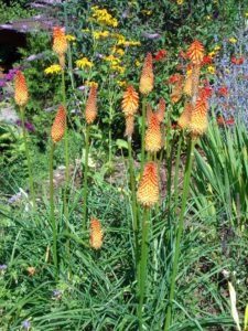 Gartengestaltung mit jahreszeitlicher Bepflanzung