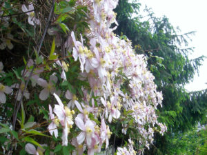 Gartengestaltung mit jahreszeitlicher Bepflanzung 