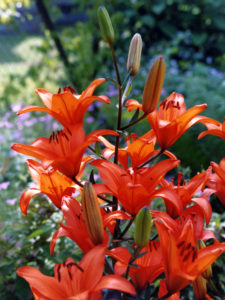 Gartengestaltung mit jahreszeitlicher Bepflanzung