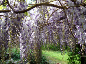 Gartengestaltung mit jahreszeitlicher Bepflanzung 