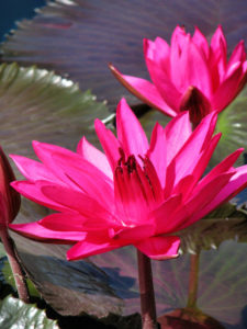 Teichbau für Schwimmteich und Naturteich