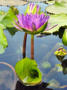 Teichbau für Schwimmteich und Naturteich